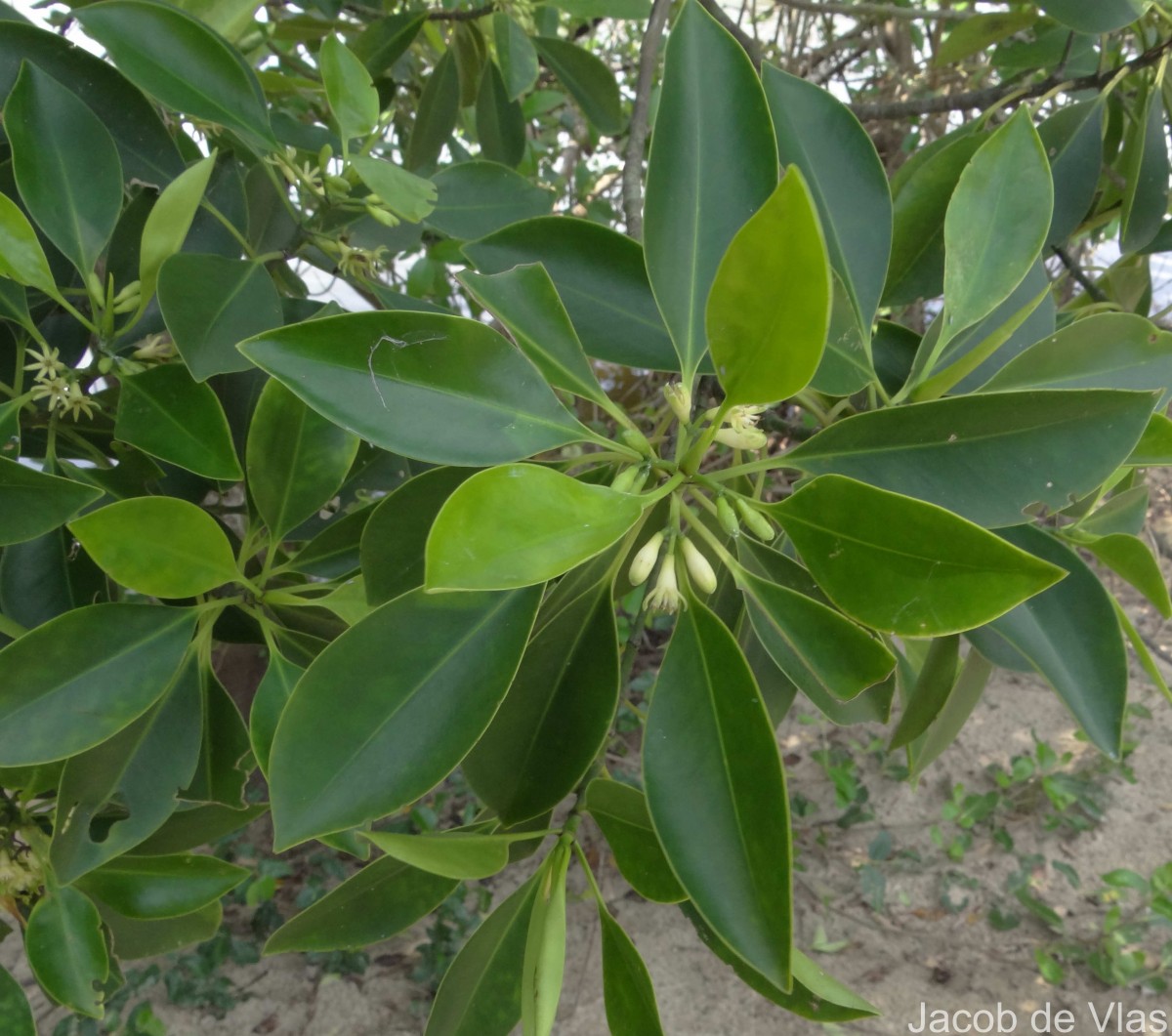 Bruguiera cylindrica (L.) Blume